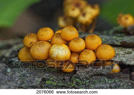 Mushrooms On A Log In A Forest; Ontario Canada View Large Photo Image Stock Photograph - Mushrooms On A Log In A Forest; Ontario Canada. Fotosearch