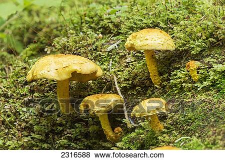 Stock Photo - Mushrooms On A Log In The Old Growth Forests Of Carmanah Walbran Provincial Park; Vancouver Island British Columbia Canada. Fotosearch