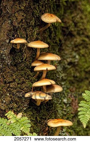 Mushrooms On A Tree Stump, Algonquin Provincial Park, Ontario. View Large Photo Image Stock Image - Mushrooms On A Tree Stump, Algonquin Provincial Park, Ontario.. Fotosearch