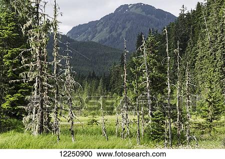 Stock Image - Muskeg in Tongass National Forest along Glacier Highway; Alaska, United States of America. Fotosearch