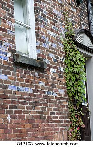 Stock Image - Muskokas, Ontario, Canada; Brick House Wall With Ivy Climbing Up It. Fotosearch
