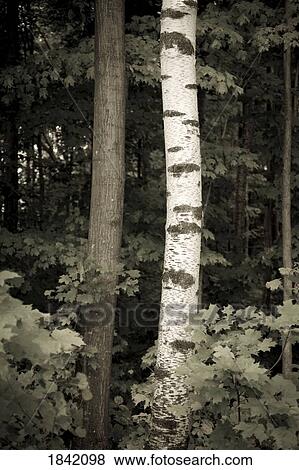 Stock Photo - Muskokas, Ontario, Canada; Desaturation Image Of Tree Trunks. Fotosearch