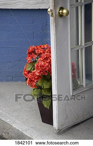 Muskokas, Ontario, Canada; Potted Hydrangea Propping A Door Open View Large Photo Image Stock Image - Muskokas, Ontario, Canada; Potted Hydrangea Propping A Door Open. Fotosearch