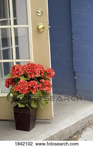 Stock Image - Muskokas, Ontario, Canada; Potted Hydrangea Propping A Door Open. Fotosearch