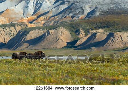 Picture - Muskox (Ovibos moschatus) at Sag river in front of the Bluff Bank; Deadhorse, Alaska, United States of America. Fotosearch