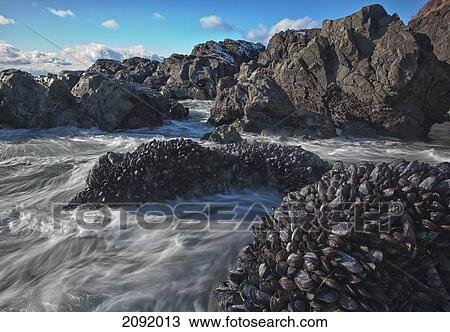 Mussel-Covered Rocks In Pacific Rim National Park; Vancouver Island British Columbia Canada View Large Photo Image Stock Image - Mussel-Covered Rocks In Pacific Rim National Park; Vancouver Island British Columbia Canada. Fotosearch