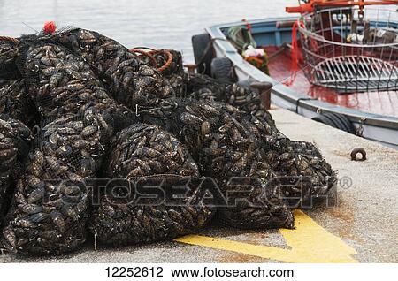 Stock Image - Mussels; Sanxenxo, Galicia, Spain. Fotosearch