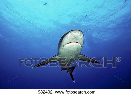 Myanmar, Burma Banks, A close encounter with a silvertip shark (Carcharhinus albimarginatus) View Large Photo Image Stock Image - Myanmar, Burma Banks, A close encounter with a silvertip shark (Carcharhinus albimarginatus). Fotosearch