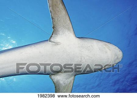 Myanmar, Burma Banks, A close encounter with a silvertip shark (Carcharhinus albimarginatus) View Large Photo Image Stock Photo - Myanmar, Burma Banks, A close encounter with a silvertip shark (Carcharhinus albimarginatus). Fotosearch