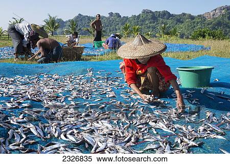 Stock Photography - Myanmar (Burma), Fish drying; Irrawaddyi division. Fotosearch
