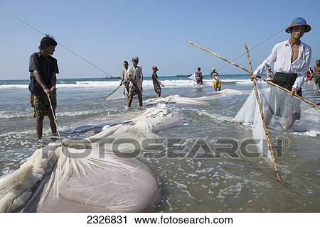 Myanmar (Burma), Fishing of small prawn; Irrawaddyi division View Large Photo Image Stock Image - Myanmar (Burma), Fishing of small prawn; Irrawaddyi division. Fotosearch