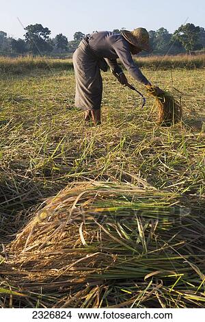 Picture - Myanmar (Burma), Irrawaddyi division, Farmer harvesting his rice paddy; Yea Thoe village. Fotosearch