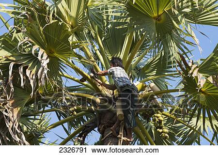 Stock Image - Myanmar (Burma), Irrawaddyi division, Young man collecting juice from todi tree; Yea Thoe village. Fotosearch