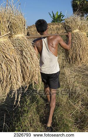 Myanmar (Burma), Irrawaddyi division, Farmer carrying rice sheaf on his shoulder; Yea Thoe village View Large Photo Image Stock Image - Myanmar (Burma), Irrawaddyi division, Farmer carrying rice sheaf on his shoulder; Yea Thoe village. Fotosearch