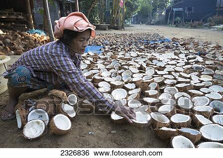 Myanmar (Burma), Irrawaddyi division, Woman sorting coconuts View Large Photo Image Stock Photograph - Myanmar (Burma), Irrawaddyi division, Woman sorting coconuts. Fotosearch