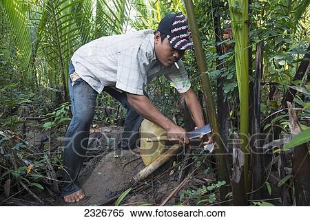 Myanmar (Burma), Irrawaddyi division, Farmer collecting juice from mangrove trees; Nag Yoke kaung village View Large Photo Image Stock Photography - Myanmar (Burma), Irrawaddyi division, Farmer collecting juice from mangrove trees; Nag Yoke kaung village. Fotosearch