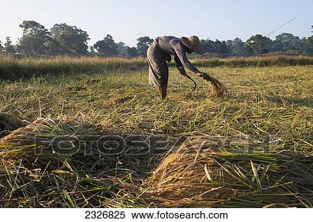 Stock Photography - Myanmar (Burma), Irrawaddyi division, Farmer harvesting his rice paddy; Yea Thoe village. Fotosearch