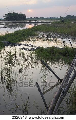 Stock Image - Myanmar (Burma), Myaung Mya; Irrawaddyi division, Sunset over paddies. Fotosearch
