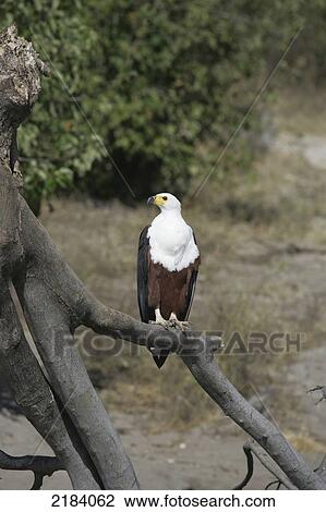 Stock Image - Namibia, Fish Eagle near Chobe River; Caprivi Strip. Fotosearch