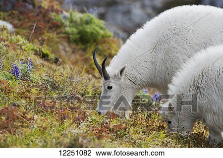 Stock Image - Nanny and kid mountain goats (Oreamnos americanus) eating groundcover near Exit Glacier; Alaska, United States of America. Fotosearch