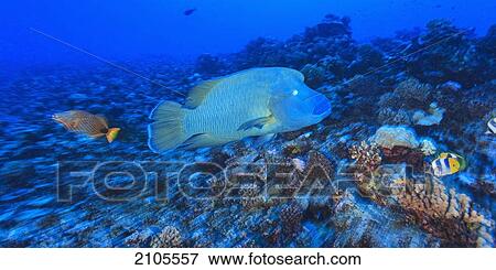 Napoleon Wrasse (Chelinus Undulatus); Bora Bora Island Society Islands French Polynesia South Pacific View Large Photo Image Stock Photo - Napoleon Wrasse (Chelinus Undulatus); Bora Bora Island Society Islands French Polynesia South Pacific. Fotosearch