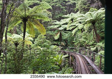 Narrow Railroad Track In Forest; New Zealand View Large Photo Image Stock Image - Narrow Railroad Track In Forest; New Zealand. Fotosearch