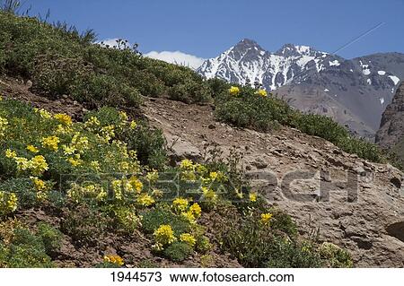 Stock Image - Nasturtium (Tropaeolum Polyphyllum) Flowers, Mount Aconcagua Provincial Park, Mendoza, Argentina. Fotosearch