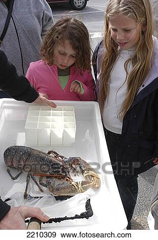 Stock Photo - National Lobster Hatchery - Padstow Cornwall. Fotosearch
