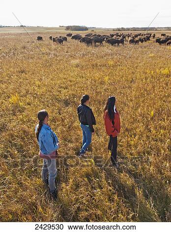 Native American family walking through a buffalo ranch; Rossburn, Manitoba, Canada View Large Photo Image Stock Image - Native American family walking through a buffalo ranch; Rossburn, Manitoba, Canada. Fotosearch