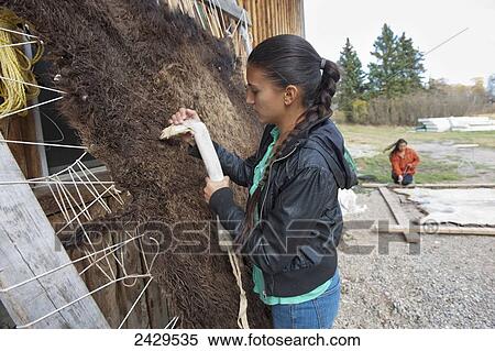 Stock Photography - Native American girl preparing a buffalo hide; Rossburn, Manitoba, Canada. Fotosearch