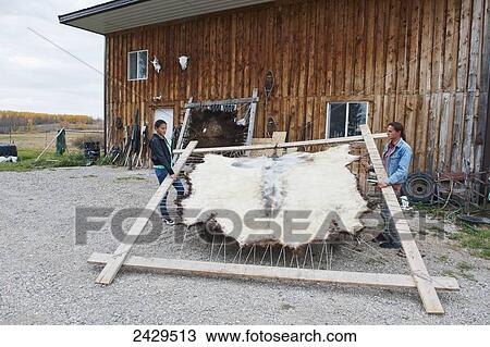 Stock Image - Native American teenaged boy and girl lifting a stretched buffalo hide; Rossburn, Manitoba, Canada. Fotosearch