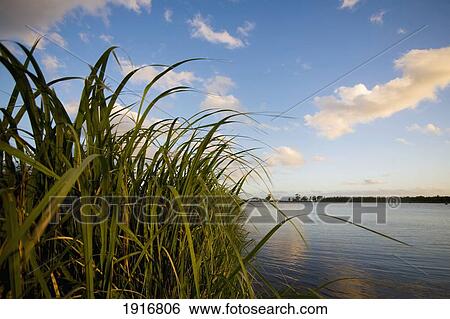 Stock Photograph - Native Vegetation In Pelotas Stream. Fotosearch