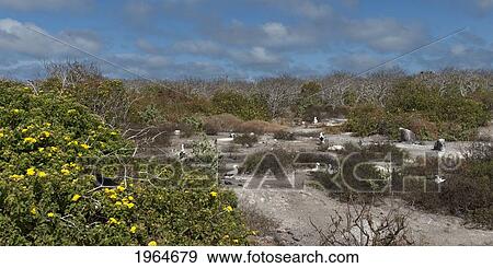Stock Photo - Nazca Booby (Sula Granti) Walking On Shore; Galapagos Equador. Fotosearch