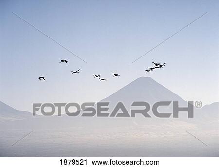 Stock Image - Near San Pedro de Atacama; Chile, Flamingos Flying Over The Andes. Fotosearch