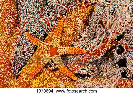 Necklace Seastar (Fromia Monilis) On Gorgonian Coral; Indonesia View Large Photo Image Picture - Necklace Seastar (Fromia Monilis) On Gorgonian Coral; Indonesia. Fotosearch