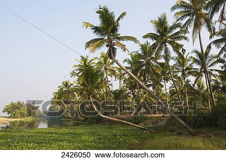 Stock Image - Neeleshwar hermitage beach; Kerala, India. Fotosearch