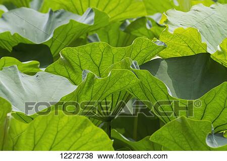 Stock Photo - Nelumbo Nucifera growing in the Humble Administrator's Garden, Suzhou, Jiangsu, China. Fotosearch