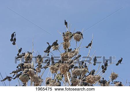 Neotropic Cormorants (Phalacrocorax Brasilianus), Arica, Arica & Parinacota Region, Chile View Large Photo Image Stock Photography - Neotropic Cormorants (Phalacrocorax Brasilianus), Arica, Arica & Parinacota Region, Chile. Fotosearch
