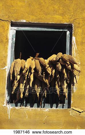 Nepal, Close-up of whole corn in hanging out in window to dry; Changu Narayan View Large Photo Image Stock Photograph - Nepal, Close-up of whole corn in hanging out in window to dry; Changu Narayan. Fotosearch