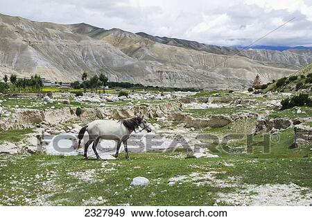 Stock Photo - Nepal, Nepalese white horse grazing with chorten in background; Nyphu. Fotosearch