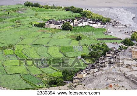 Picture - Nepal, Planting fields of Chhusang (Tsugsang) village at Upper Mustang; Chhusang. Fotosearch