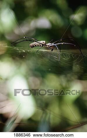 Nephilia Spider Walking On Spider Web View Large Photo Image Stock Photograph - Nephilia Spider Walking On Spider Web. Fotosearch