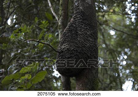Stock Photography - Nest In The Tropical Forest, Ranomafana National Park, Fianarantsoa Province, Madagascar. Fotosearch