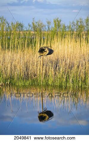 Nesting Box, Oak Hammock Marsh, Manitoba View Large Photo Image Stock Image - Nesting Box, Oak Hammock Marsh, Manitoba. Fotosearch