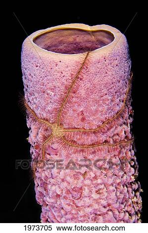 Stock Photography - Netherland Antilles, Brittle Starfish On Tube Sponge; Bonaire. Fotosearch