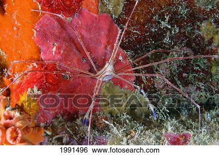 Stock Photograph - Netherlands Antilles, Bonaire, Arrow Crab [For Use Up To 13X20 Only]. Fotosearch