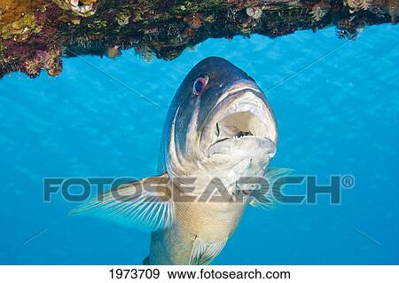 Stock Photo - Netherlands Antilles, Bonaire, Cubera Snapper, Lutjanus Cyanopterus.. Fotosearch
