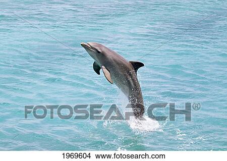 Picture - Netherlands Antilles, Caribbean, Atlantic Bottlenose Dolphin (Tursiops Truncatus) Leaps From The Ocean Off Curacao.. Fotosearch