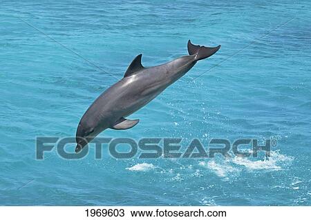 Netherlands Antilles, Caribbean, Atlantic Bottlenose Dolphin (Tursiops Truncatus) Leaps From The Ocean Off Curacao. View Large Photo Image Stock Image - Netherlands Antilles, Caribbean, Atlantic Bottlenose Dolphin (Tursiops Truncatus) Leaps From The Ocean Off Curacao.. Fotosearch