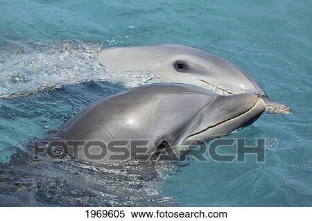 Stock Photography - Netherlands Antilles, Caribbean, Atlantic Bottlenose Dolphin (Tursiops Truncatus) Leaps From The Ocean Off Curacao.. Fotosearch